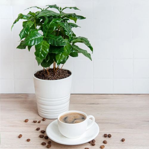 Arabica Coffee Plant
