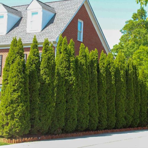 Emerald Green Arborvitae
