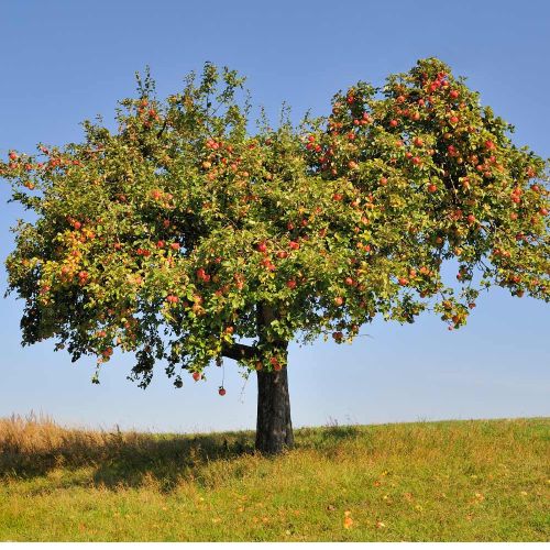 Honeycrisp Apple Tree
