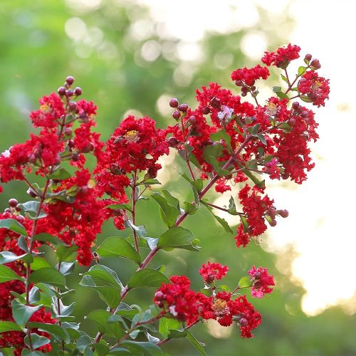 Southern Living Colorama Scarlet Crape Myrtle Tree